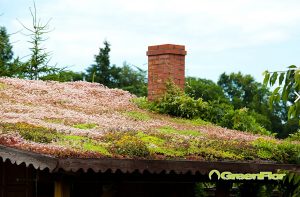 Dach zielony – czy warto?