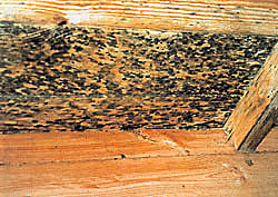 Fot. 3  zarażone drewno 