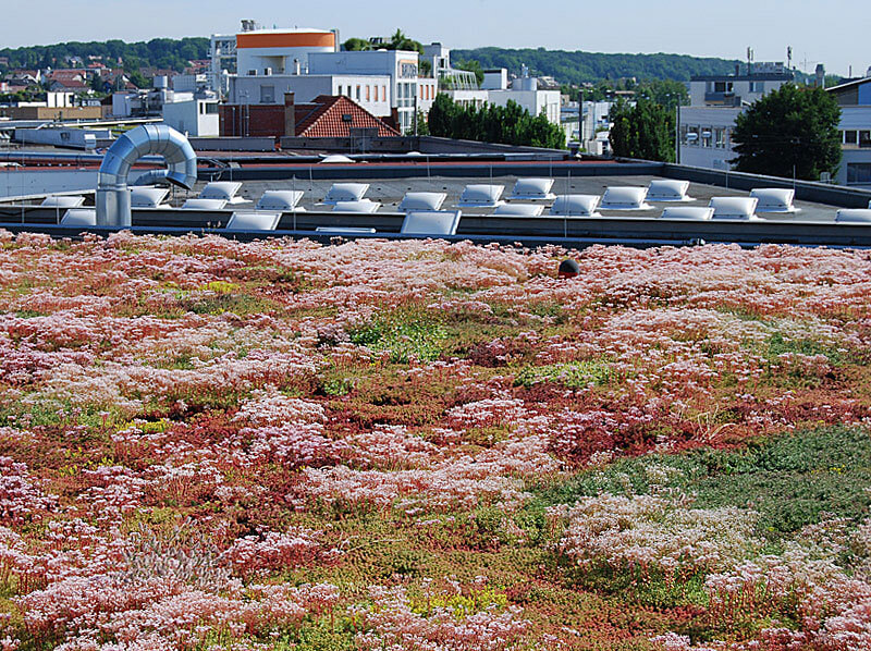 Rozwiązania systemowe Bauder - na dachy pełne zieleni
