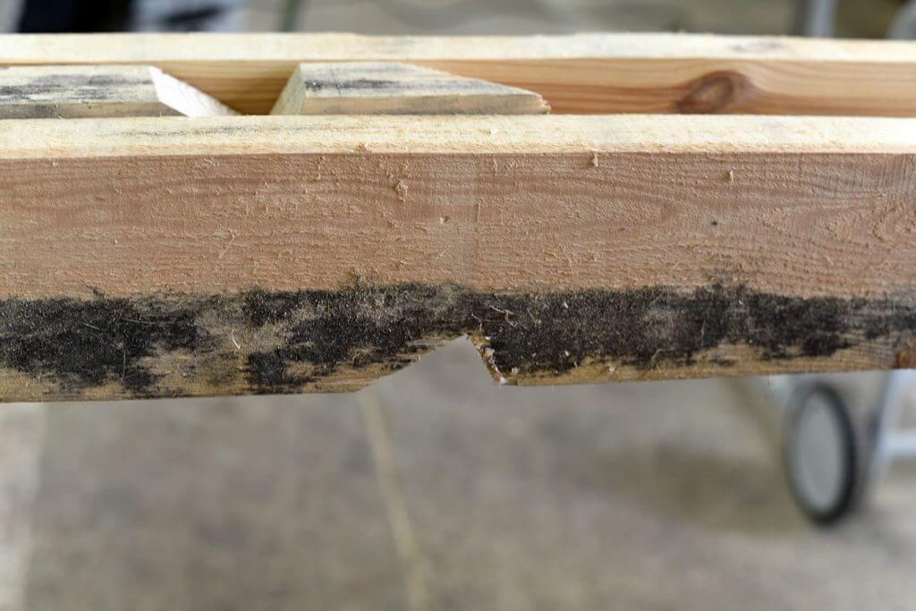 Fot. 1. Drewno nie strugane jest narażone na grzyby.