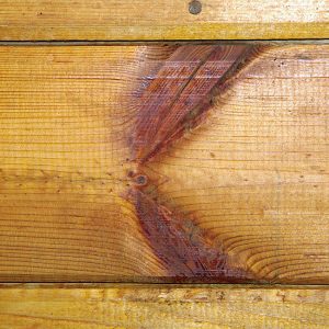 Fot. 6. Sęk skrzydlaty – wada drewna wyróżniana w tarcicy, a nie wyróżniana w drewnie okrągłym.