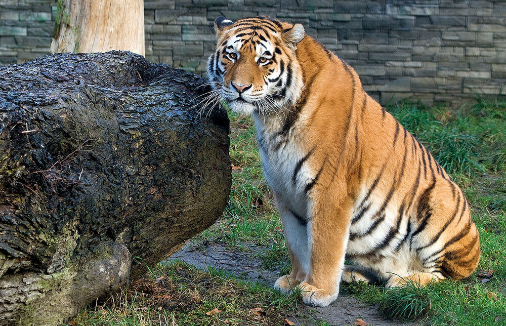 CREATON Polska objęła adopcją tygrysa amurskiego w krakowskim Ogrodzie Zoologicznym, przedstawiciela gatunku zagrożonego wyginięciem